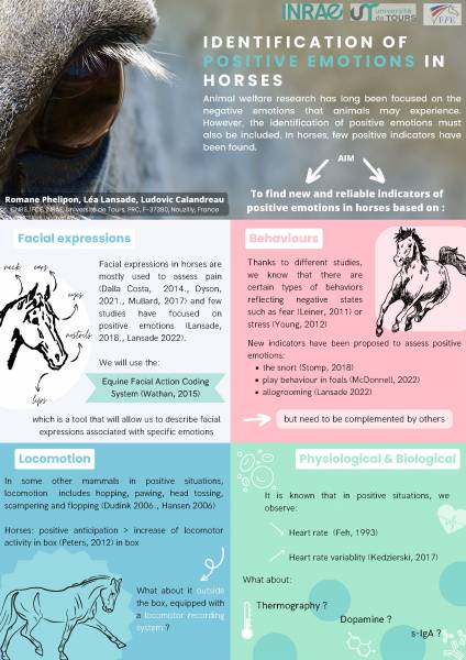 Poster Romane